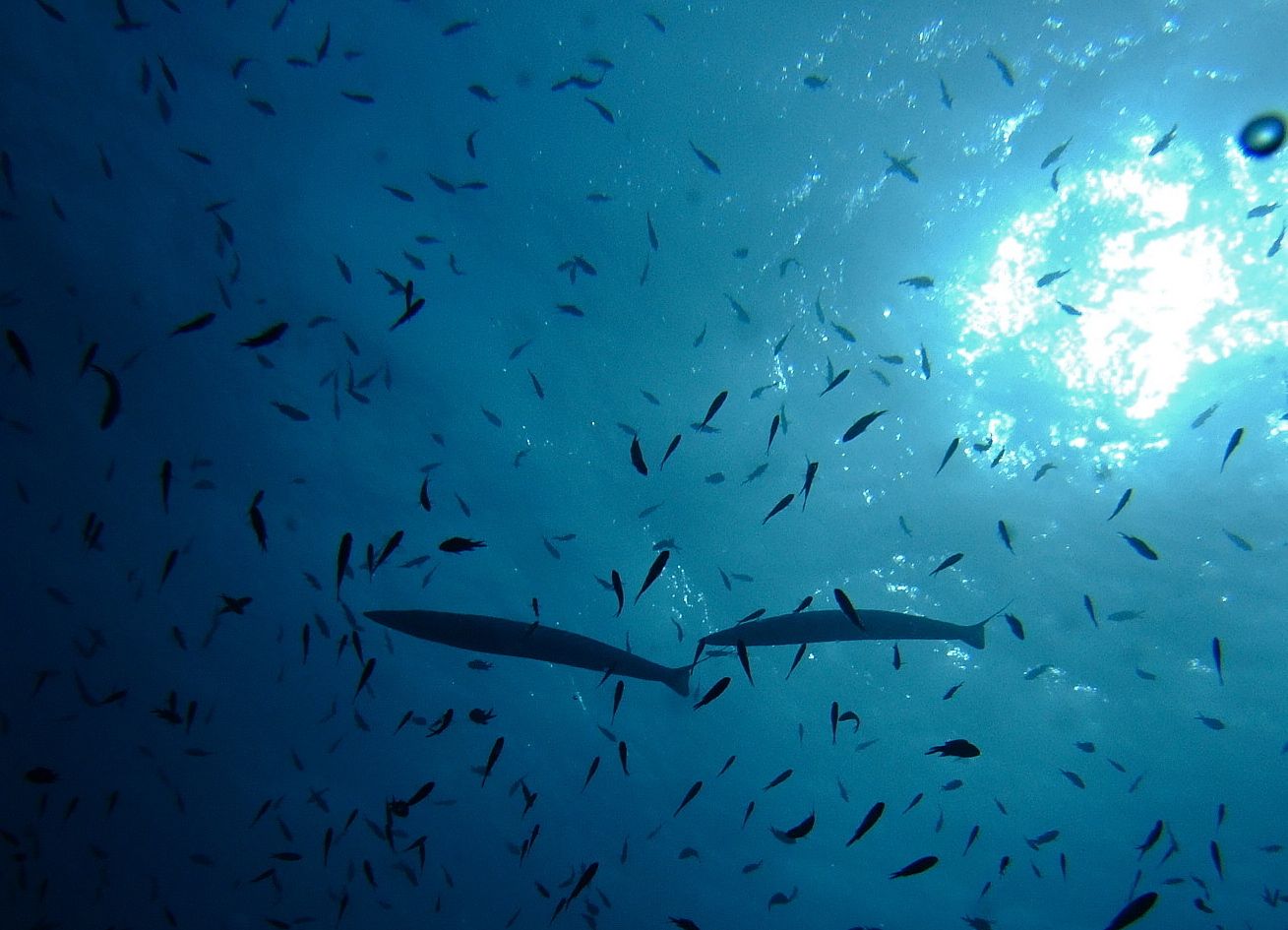 Mostelle à Estartit