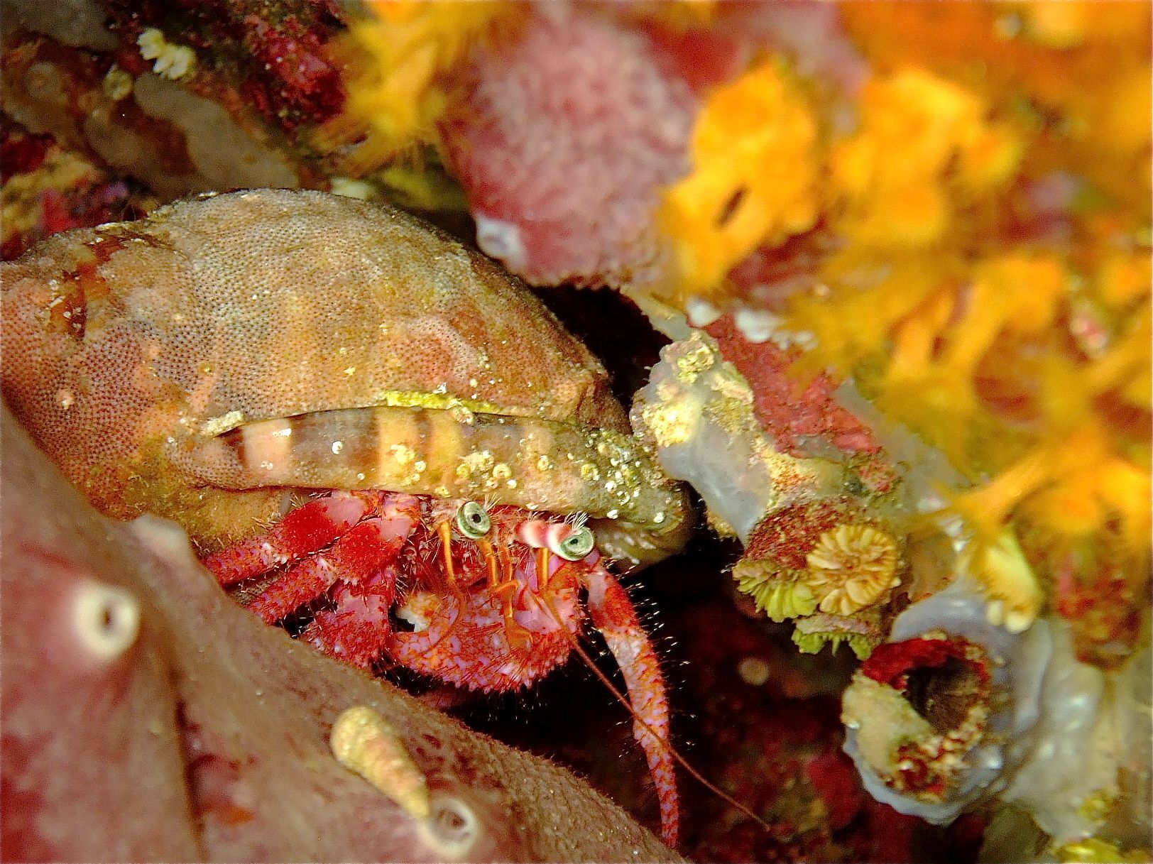 Mostelle à Estartit