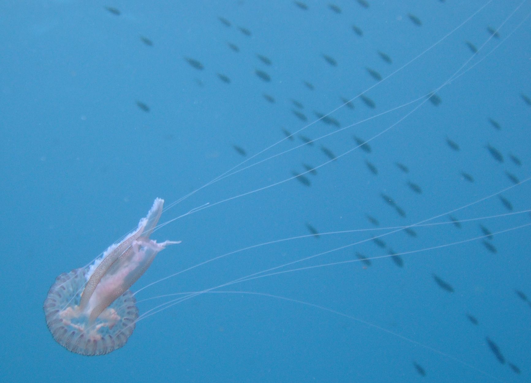 Mostelle à Estartit