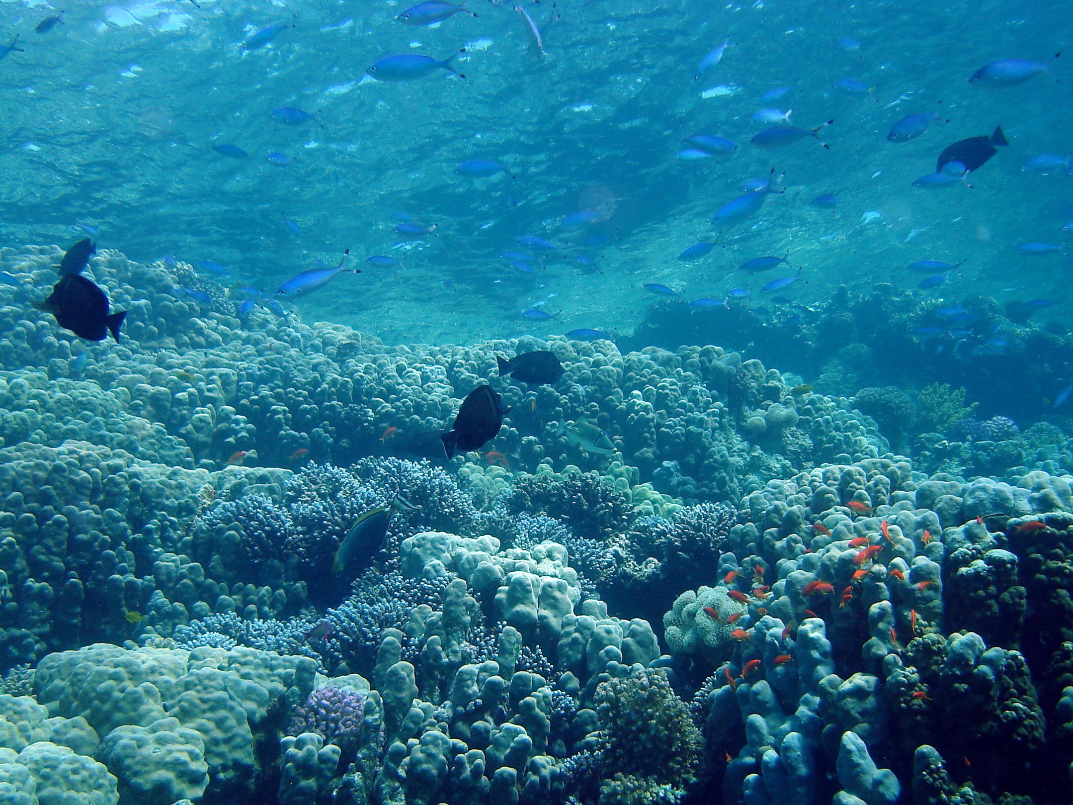 Mostelle à Estartit