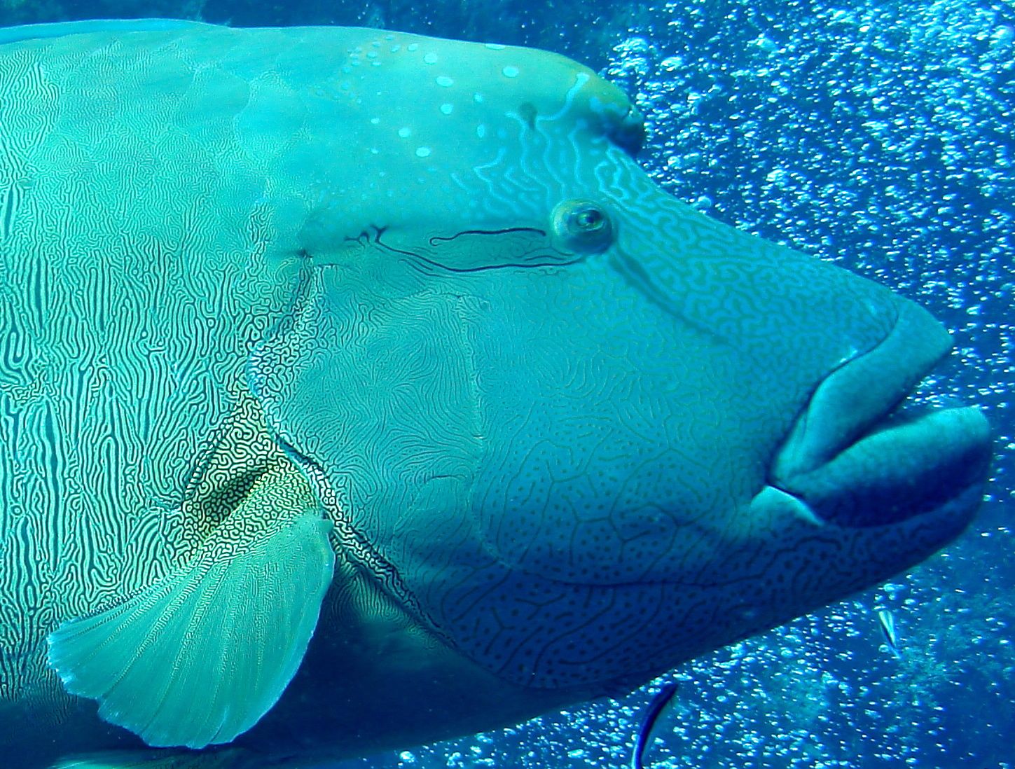 Mostelle à Estartit