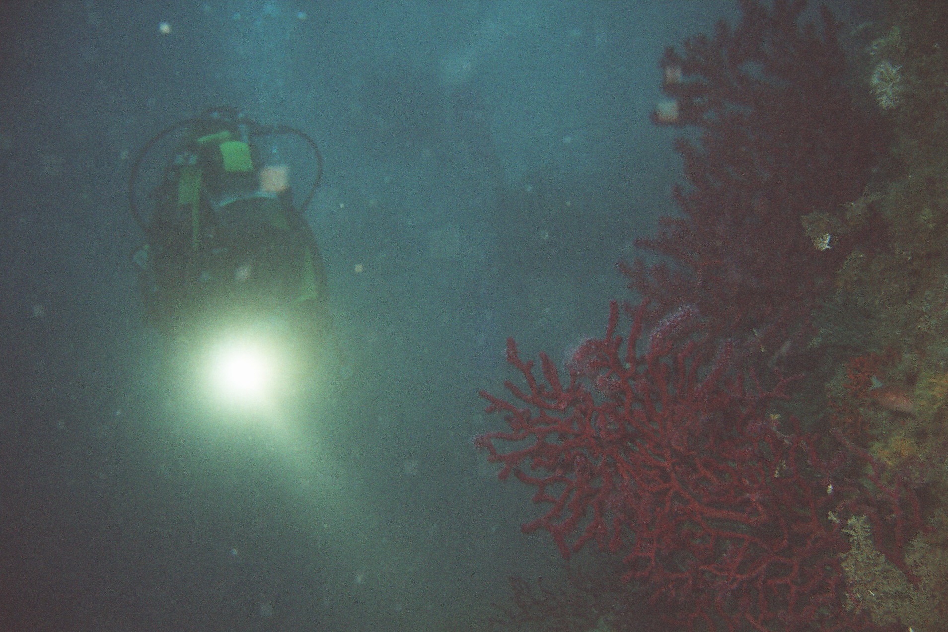 Mostelle à Estartit