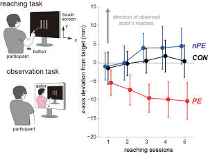 Prediction induced motor contagions in human Prediction induced motor contagions in human