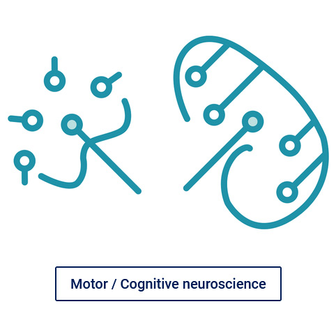 MOTOR / COGNITIVE NEUROSCIENCE