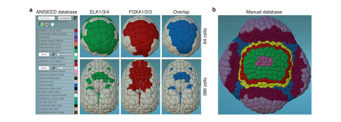 Emmanuel Faure from ICAR team in Montpellier, France and collaborators published a paper in Nature Communications