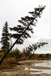 Parallel dual tree traversal