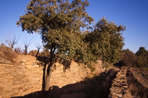 Garrigue