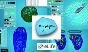 Morphonet