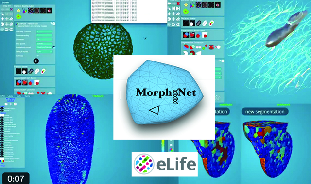 Morphonet