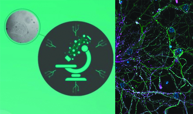 Avec le copyright : Dorian Kauffmann CNRS France BioImaging