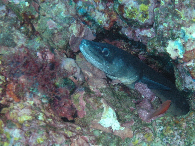 sar et corail blanc