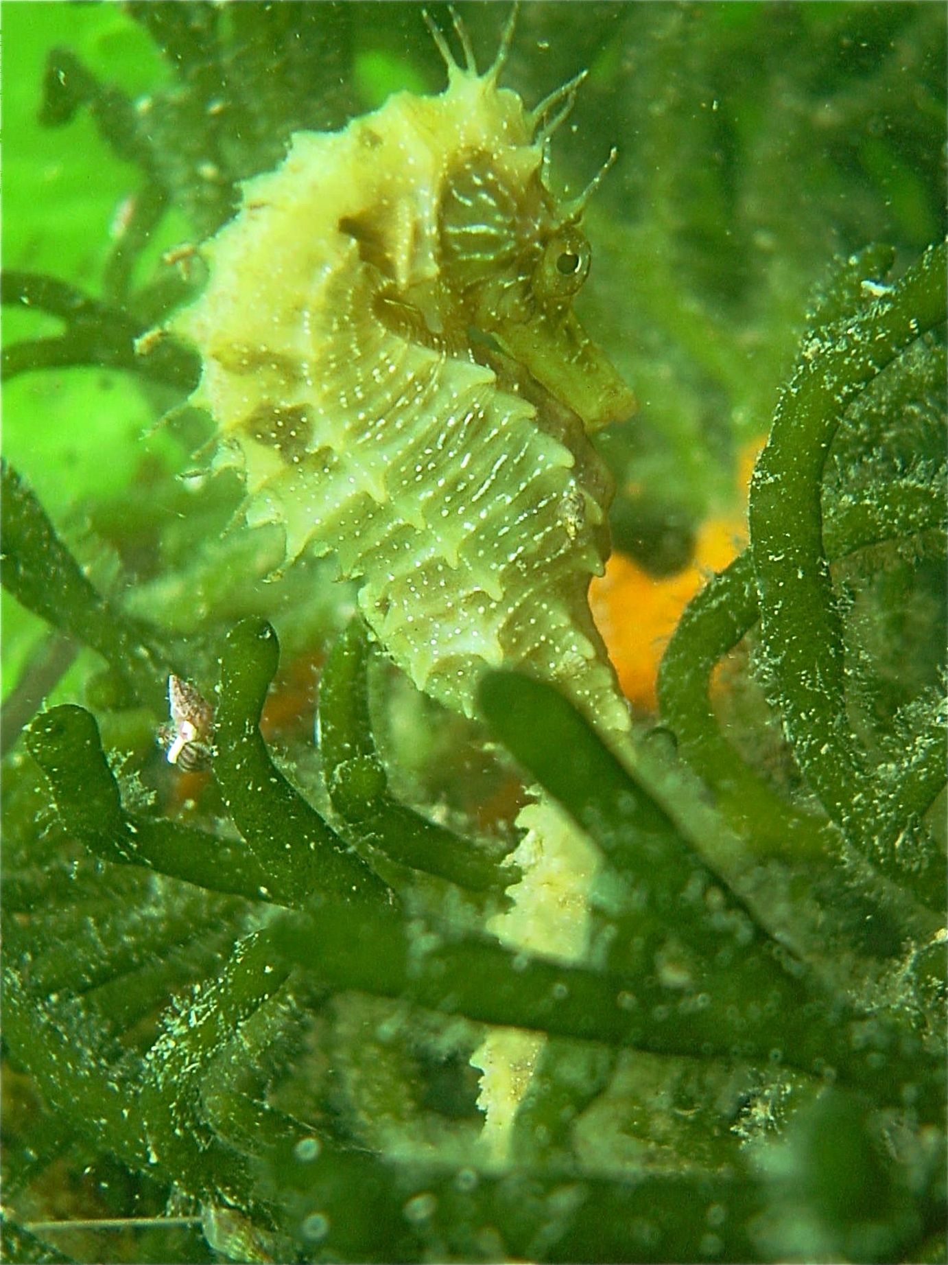 sar et corail blanc