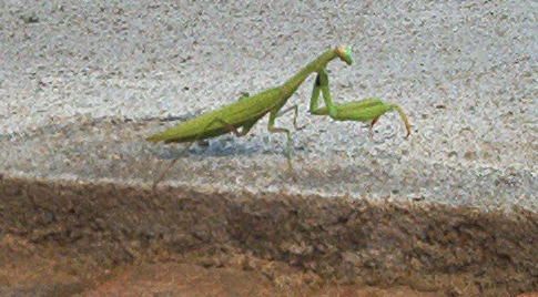 IM002171.JPG