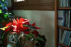 IM002809.JPG
