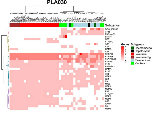 Configuration of FT-GPI and evolution of the GPI-anchored proteins among Haemosporida.