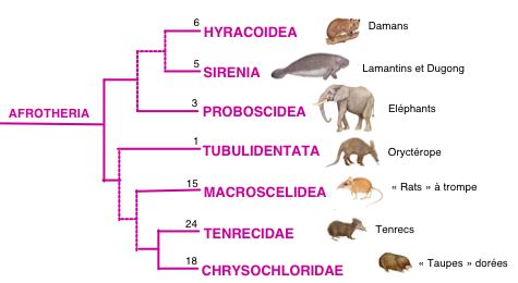 Exemple de phylognie